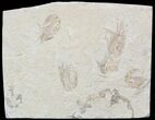 Cluster () Cretaceous Fossil Shrimp - Lebanon #52787-1